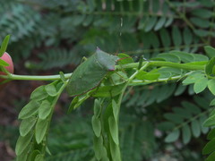 Chlorocoris loxoides