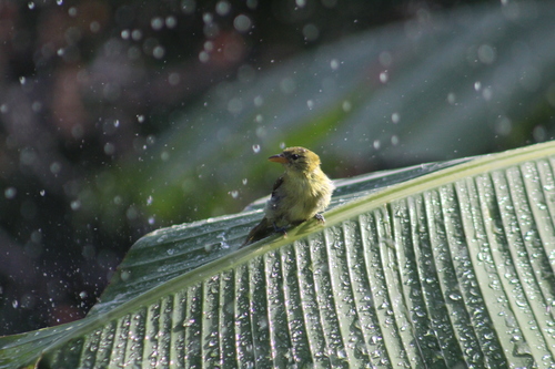 Guira Tanager (Hemithraupis guira), photo 10