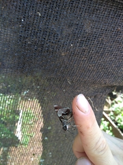 Thespieus aspernatus