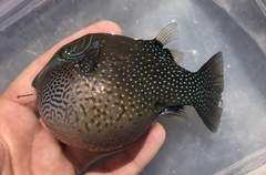 Canthigaster amboinensis