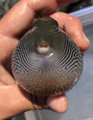 Canthigaster amboinensis