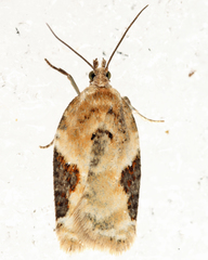 Acleris simpliciana
