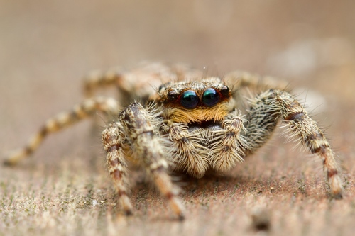 Fencepost jumping spider, Gorinchem, Netherlands, photo 9 of 10