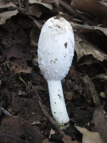 Coprinus comatus