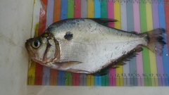 Roeboides microlepis