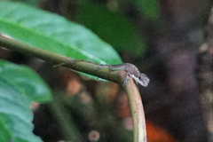 Anolis apletophallus