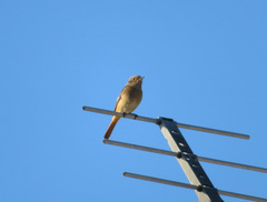 Phoenicurus auroreus