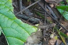 Anolis apletophallus