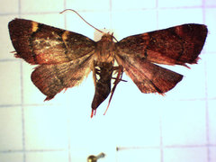 Hypsopygia thymetusalis