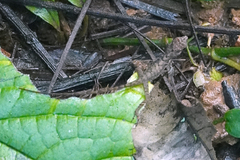 Anolis apletophallus