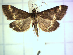 Pyrausta nicalis