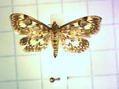 Anania coronata