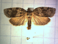 Choristoneura conflictana