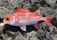 Sargocentron punctatissimum