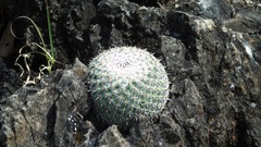 Mammillaria albilanata