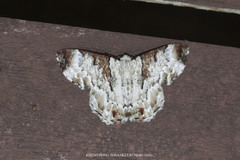 Pachyodes subtritus