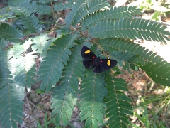 Melanis aegates limbata