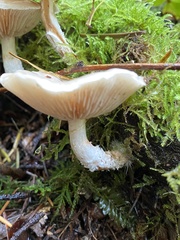 Pholiota decorata