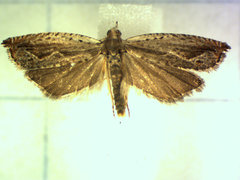 Ancylis diminuatana