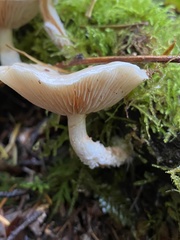 Pholiota decorata
