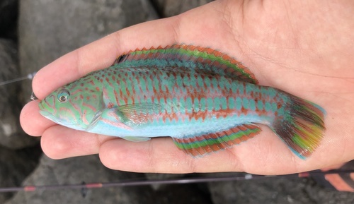 Green-blocked wrasse (Thalassoma purpureum) — Labridae — 2