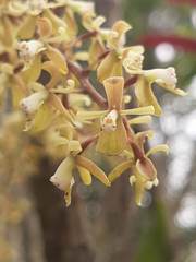 Epidendrum cylindrostachys