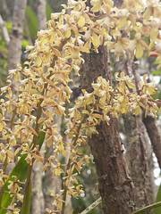 Epidendrum cylindrostachys