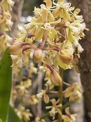 Epidendrum cylindrostachys