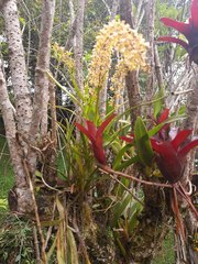 Epidendrum cylindrostachys
