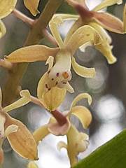 Epidendrum cylindrostachys