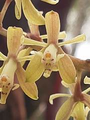 Epidendrum cylindrostachys