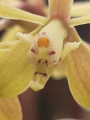 Epidendrum cylindrostachys