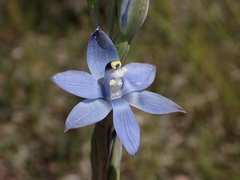 Thelymitra atronitida