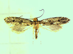 Niditinea orleansella