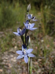 Thelymitra atronitida