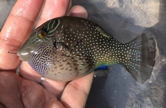 Canthigaster amboinensis