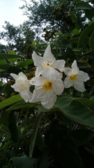 Cordia boissieri