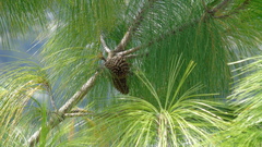 Pinus montezumae
