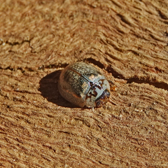 Paropsisterna m-fuscum