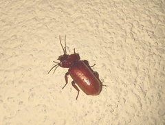 Physea setosa
