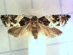 Gypsonoma adjuncta