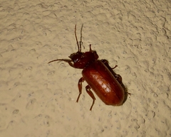 Physea setosa