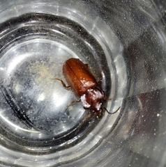 Physea setosa