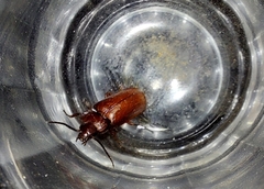 Physea setosa