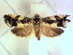 Gypsonoma adjuncta
