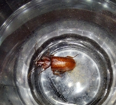Physea setosa