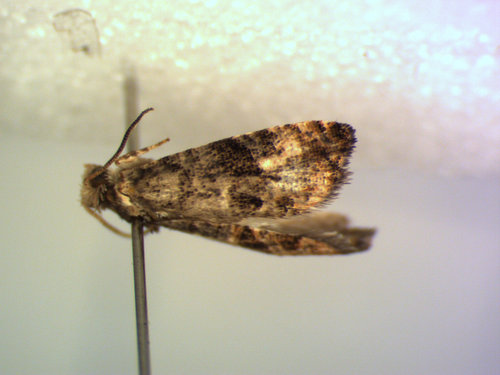 Paralobesia tenuis