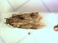Chionodes terminimaculella