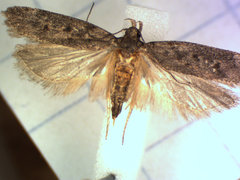 Filatima abactella