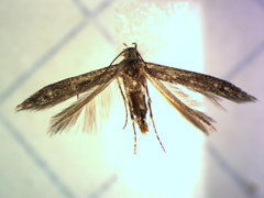 Batrachedra praeangusta